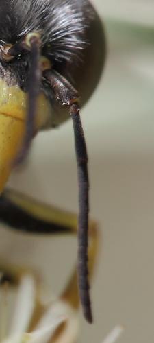Réf. 248 766 : Bembix oculata